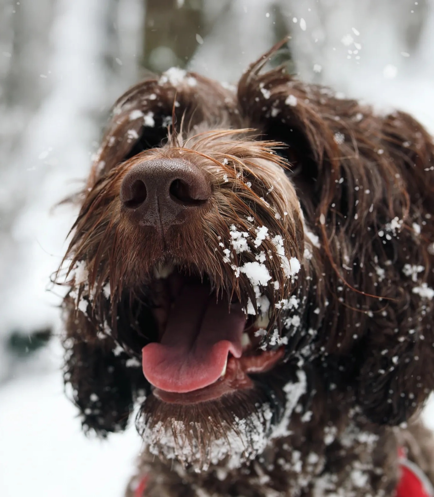 Labradoodle puppies playing outdoors