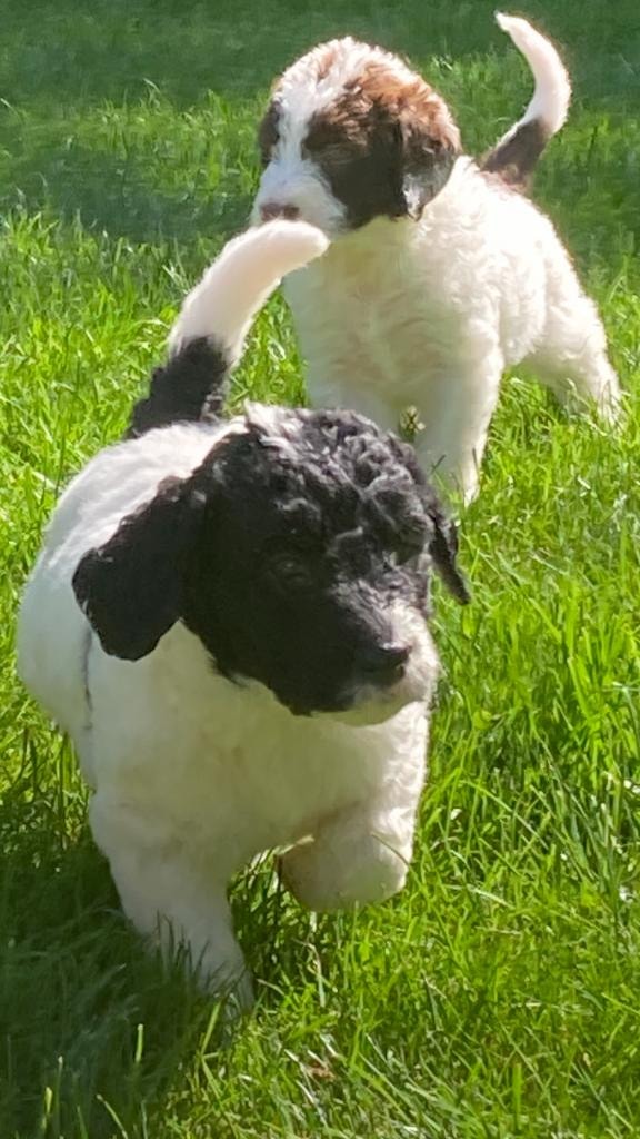 Labradoodle puppy