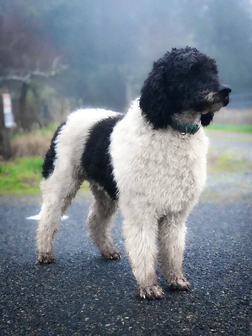 Biscuit, the dad poodle