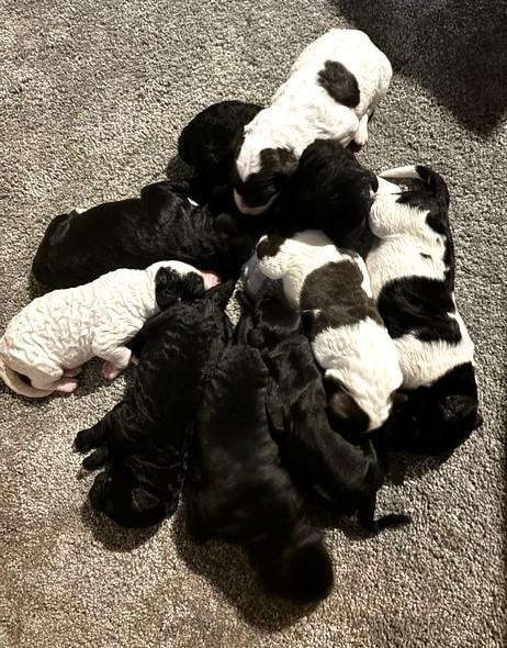 Summer Litter Puppy 1