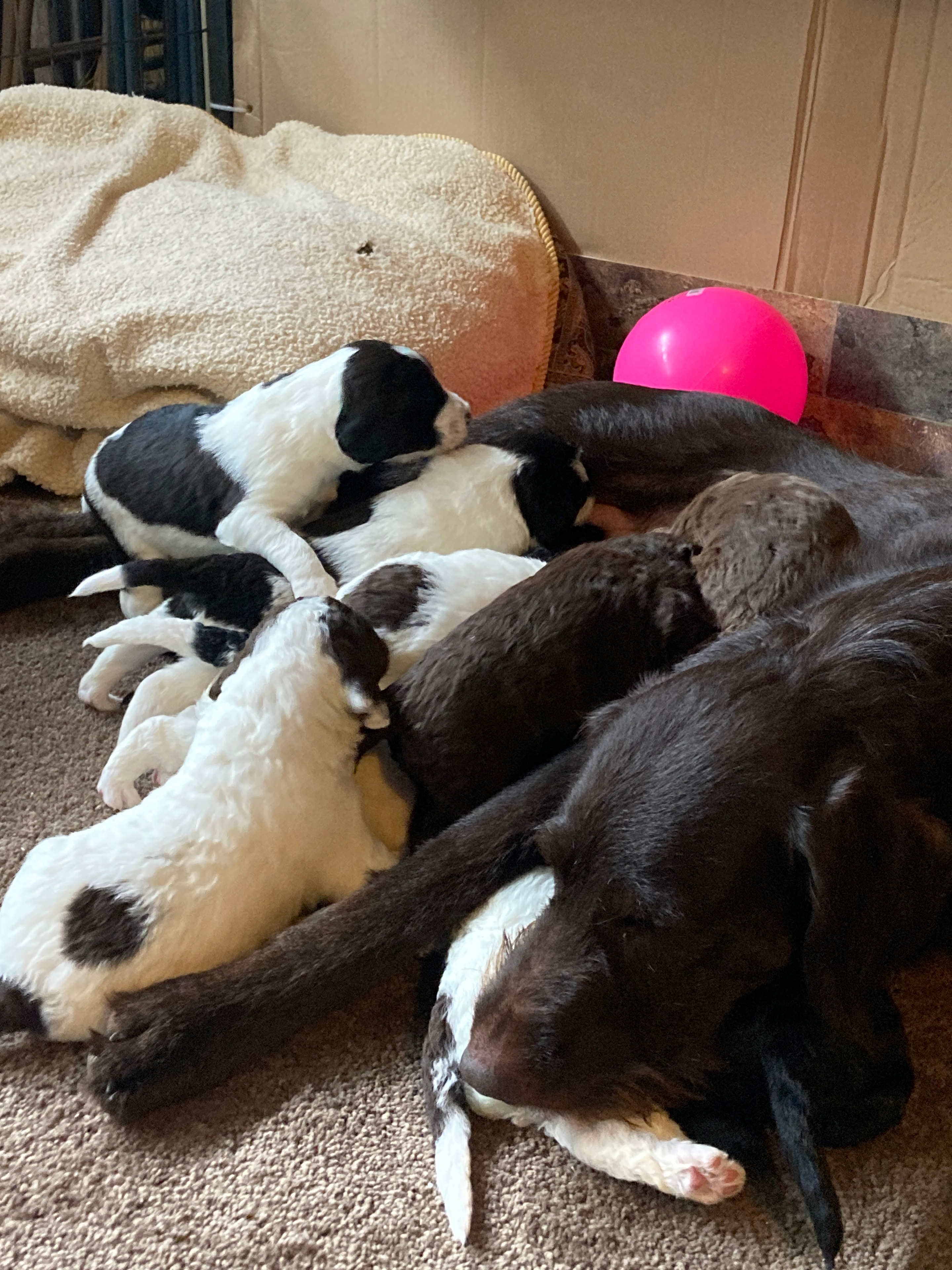 Labradoodle puppies