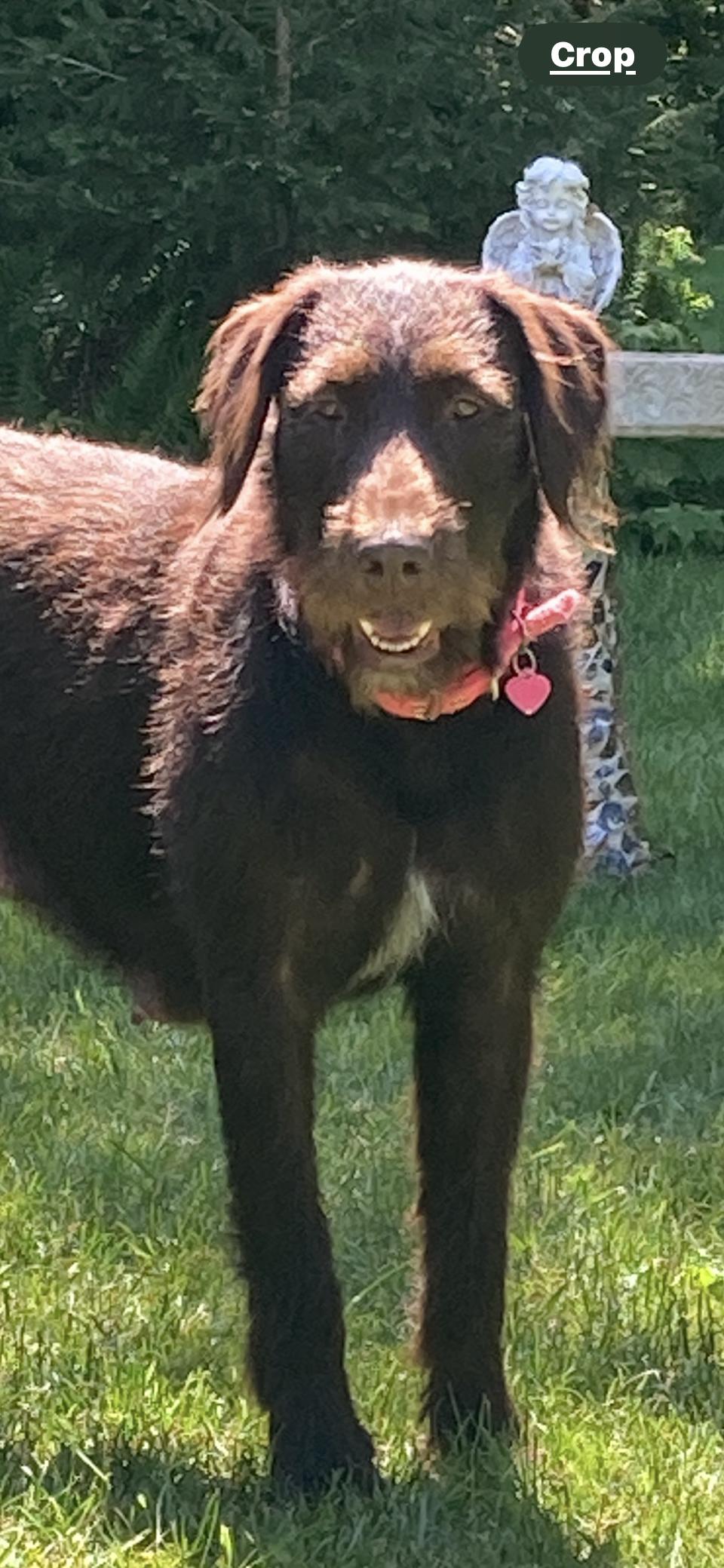 Willow, the mom labradoodle